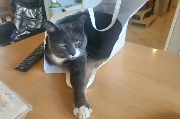 Chat perdu : Grisouille, gris et blanc, sociable - photo