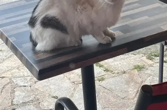 Animaux trouvés Saint-Yrieix-la-Perche, photo: Chat blanc tigré boitant trouvé à St-Yrieix