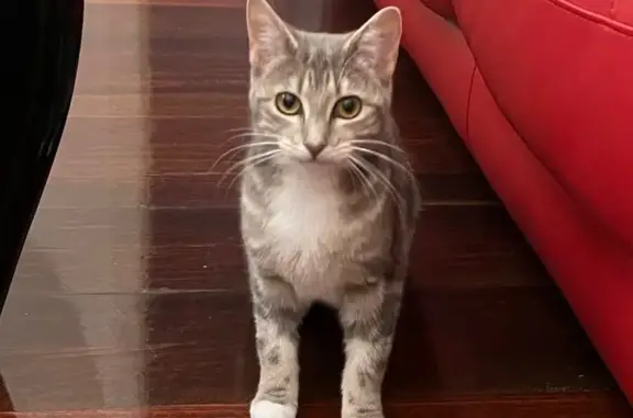 Lost Grey Tabby: Unique Ear Tattoos