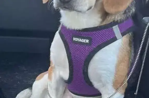 Lost Beagle: $500 Reward, Swiftwater