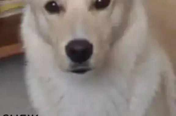 cachorro desaparecida