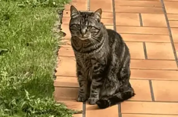 Chat Perdu Tigré Yeux Verts à Auxerre - photo