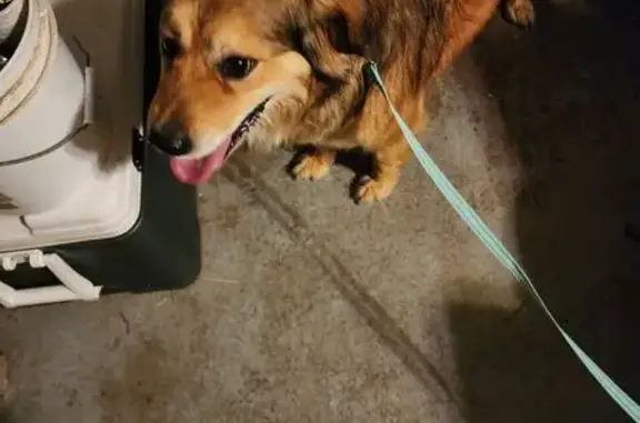 Friendly Dog Found on West Hightower Trail