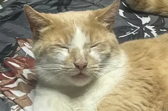 Lost: Orange & White Cat, Curled Tail