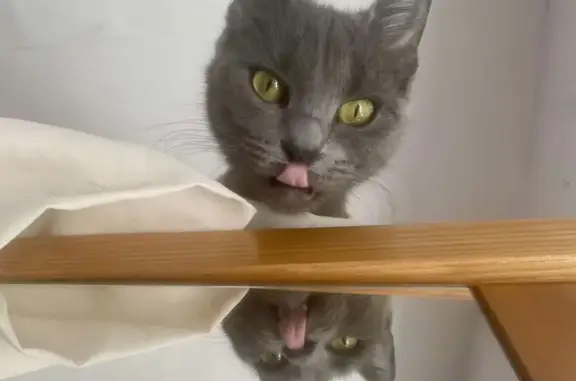 Chat grise perdue Rue Jean Cocteau - photo