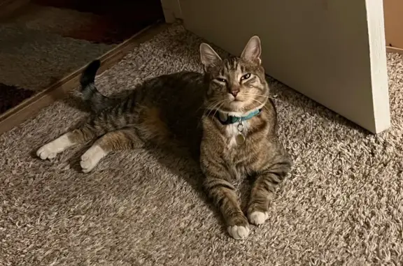 Lost Tabby: Nimble & Affectionate in Eastham