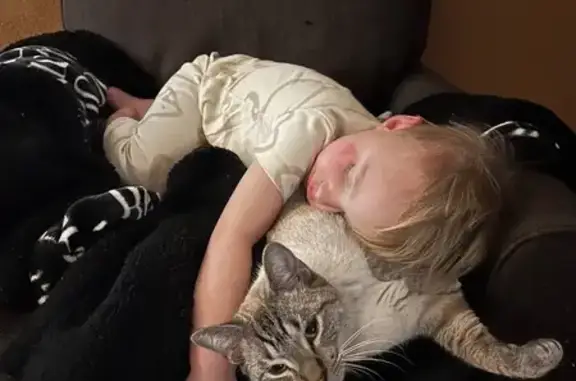 Lost Lynx-Point Siamese: Help Find Snowy!