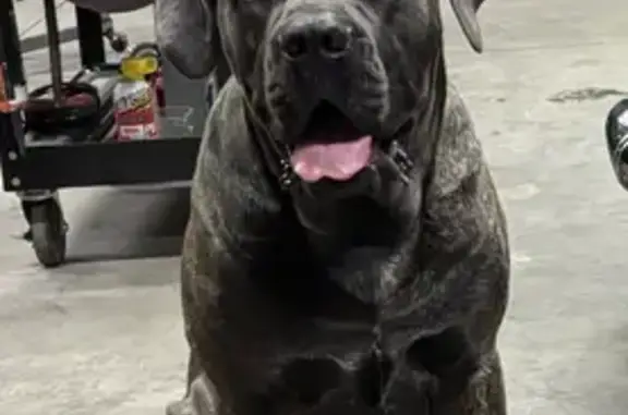 Lost Cane Corso: Grey with Brindle Marks
