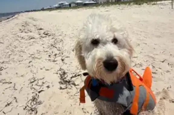 Lost Dog: 