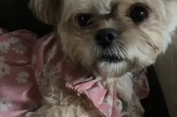 Lost Tiny White & Brown Dog in Bridgeton