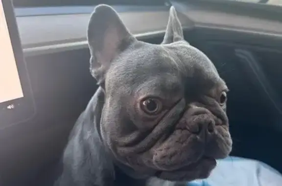 Lost Gray Frenchie: Jack in Garland