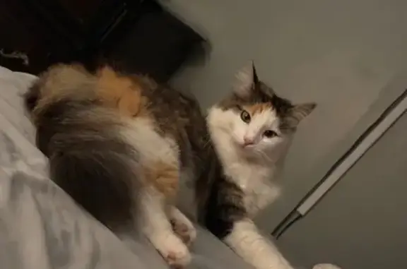 Lost Calico Cat: Friendly & 3-Colored