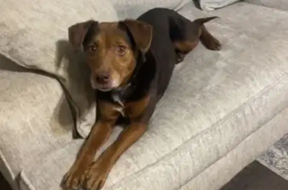 Lost Dog Near Augusta Rd, Port Wentworth