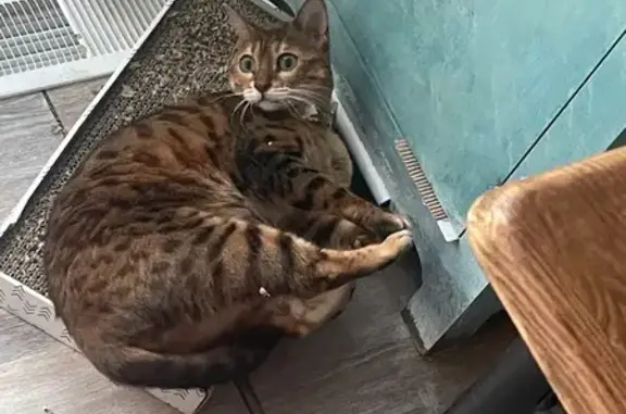 Lost Cat: Missing from Walton Ave, Indy