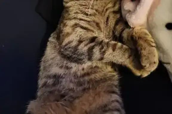 Lost: Lulu, Brown & Black Striped Cat