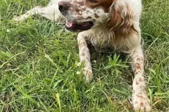 Chien trouvé , photo: Setter anglais mâle trouvé à Rivière-Saas-et-Gourby