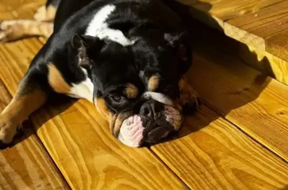 Lost Black Brindle Merle Bulldog - Ocala