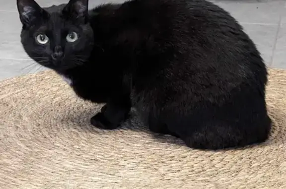 Chat perdu, peureux, chute fenêtre Romanèche - photo
