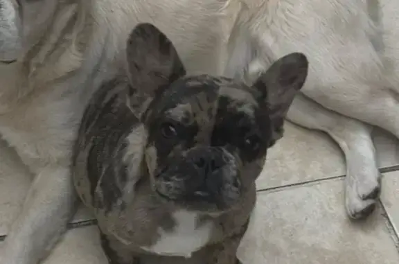 Lost Brindle Merle Frenchie: Dexter