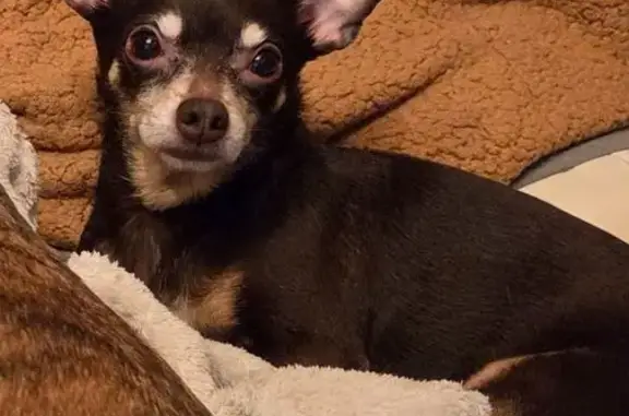 Lost Small Brown Dog in Visalia - Help Find!