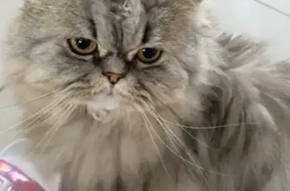 Animaux perdus Saint-Domineuc, photo: Chatte perdue : Milka, blanche et grise