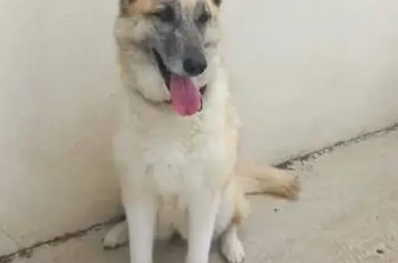 Animaux trouvés Touvois, photo: Chienne croisée Husky/BA trouvée à Touvois
