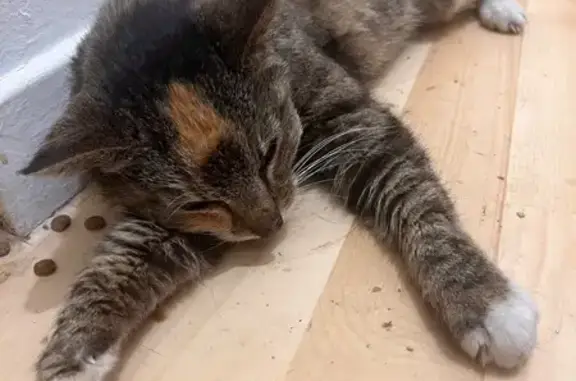 Jeune chatte tricolore trouvée à Sin-le-Noble - photo