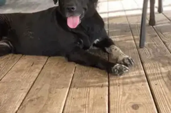 Lost Dog: Olive Branch Rd, Smyrna