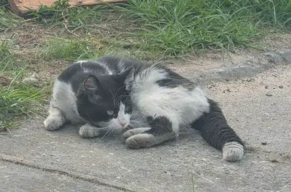Lost Cat: Vocal, Bushy-Tailed in Melbourne