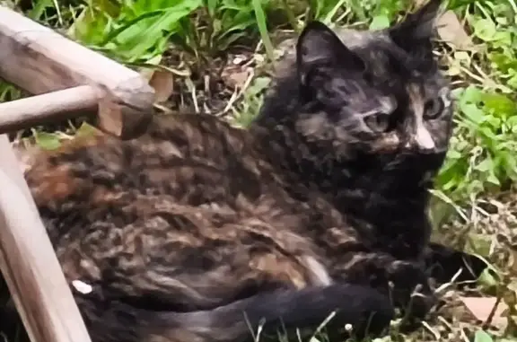 Animaux perdus Porspoder, photo: Malou, chatte écaille perdue à Porspoder