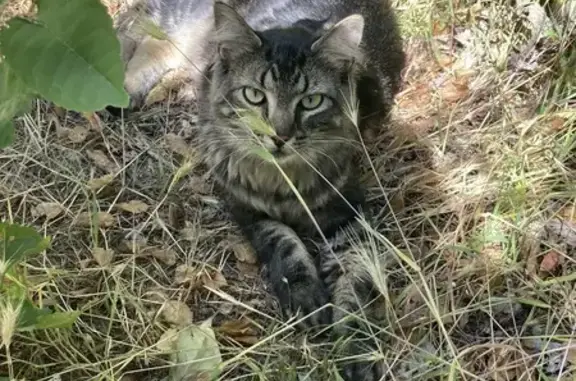 Found: Friendly Long-Haired Tabby Cat
