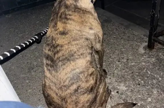 Lost Timid Rescue Dog in Eastpointe