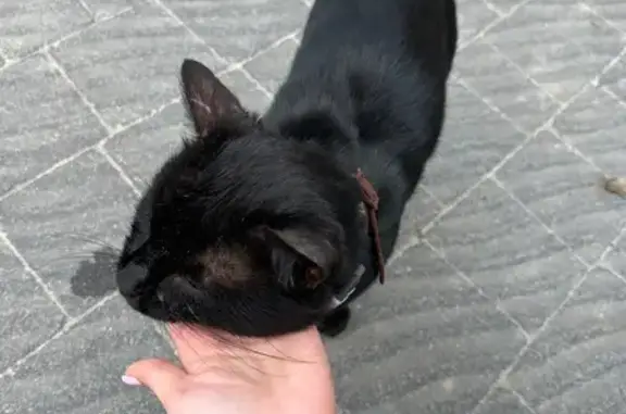 Знайдено кішку Тернопіль, фото: Знайдено чорного кота з двома ошийниками