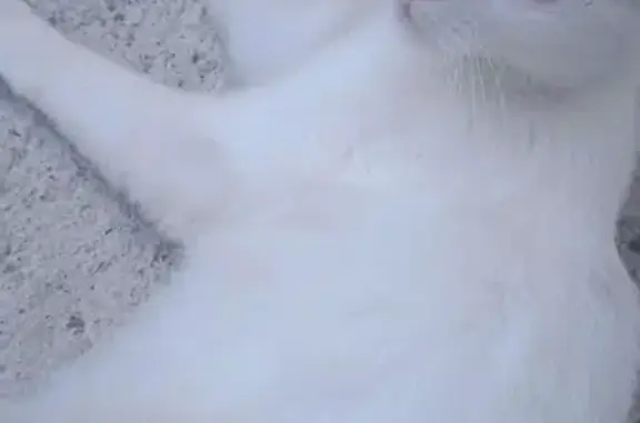 Animaux perdus Toulouse, photo: Chatte Oni perdue à Saint Cyprien