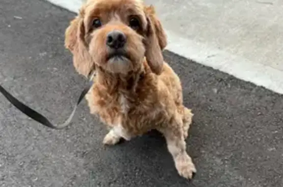 Lost Tan Dog: Friendly, New Berlin Area