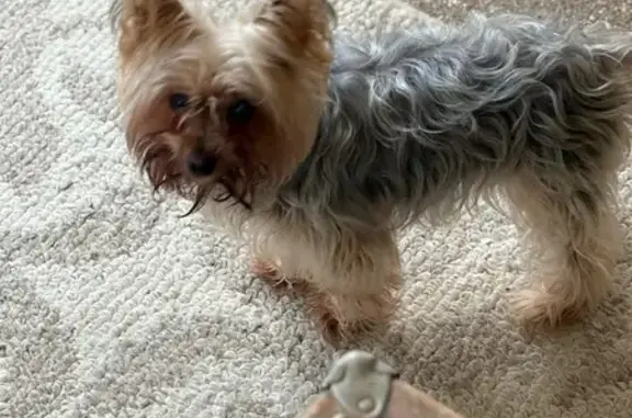 Sweet Yorkie Found on McNaughten Rd