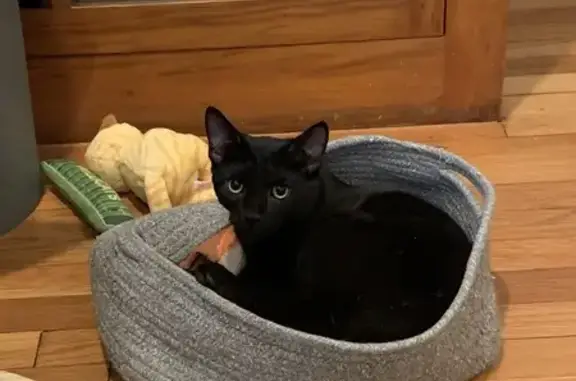 Lost Black Cat: White Spots, Boston