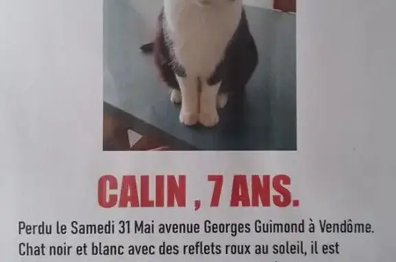 Chat trouvé Vendôme, photo: Chat perdu : noir/blanc, reflets roux, Vendôme