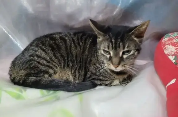 Animaux perdus Caen, photo: Chatte tigrée perdue à Caen