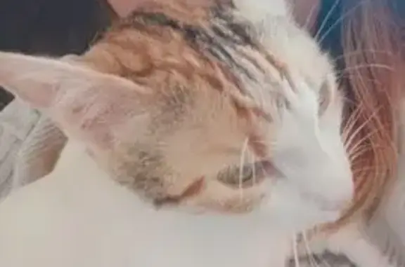 Gata Blanca Perdida Cerca del Parc Sant Jordi
