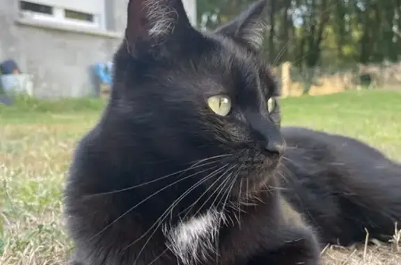 Chat perdu, Izon, photo: Chat noir perdu à Izon, impasse la Vergne