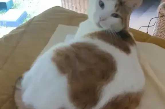 Chatte Isabelle 4 ans perdue à Aspères - photo