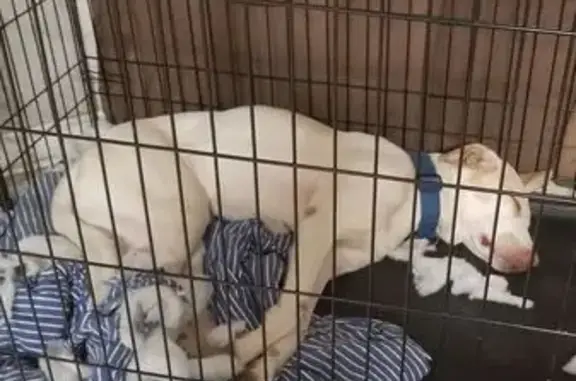 Lost: White Pitbull Mix, San Antonio