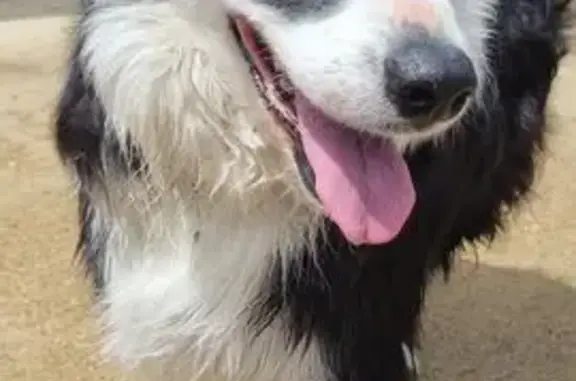 Animaux trouvés Prades, photo: Border collie noir et blanc trouvé à Prades