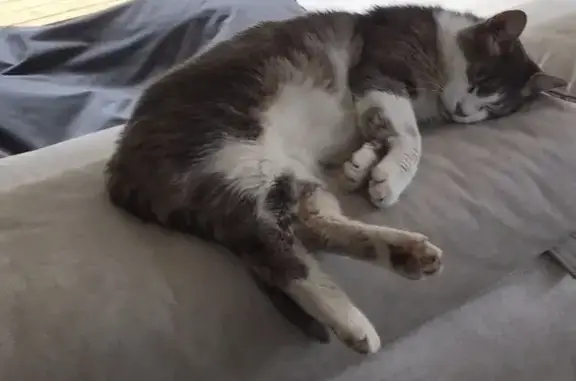 Chat perdu: 15 ans, gris et blanc, La Teste - photo