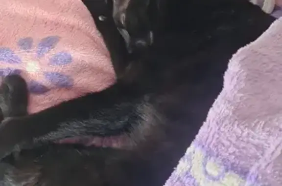 ¡Ayuda! Gata Negra Perdida en Torrevieja
