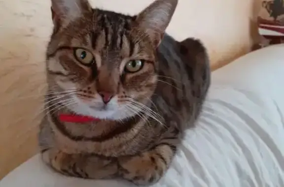 Animaux perdus , photo: Chatte perdue Neige, 8 ans, Mercuès