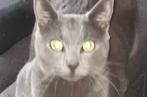 Chatte grise Xena perdue à Laval - photo