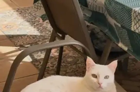 ¡Gato Blanco Perdido en Jun: Media Cola!