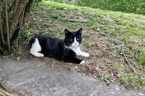 Chat trouvé Saint-Nabord, photo: Chat noir et blanc trouvé à Saint-Nabord